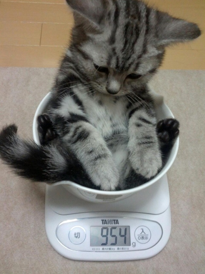 cat12