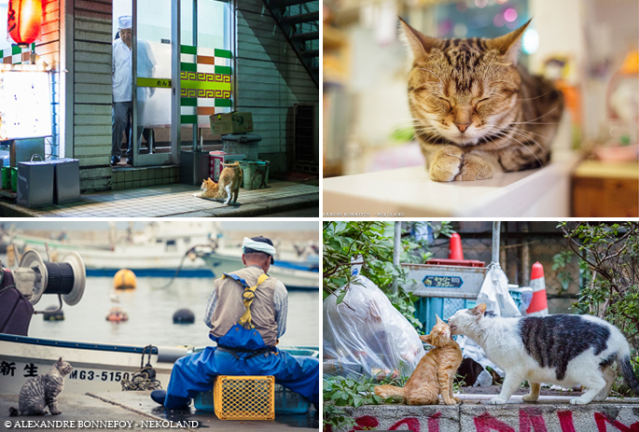 Photobook of cats in Japan goes beyond kawaii, beautifully captures many sides of feline life