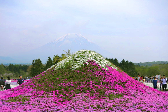 Shibazakura0114