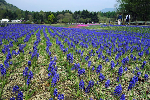Shibazakura020