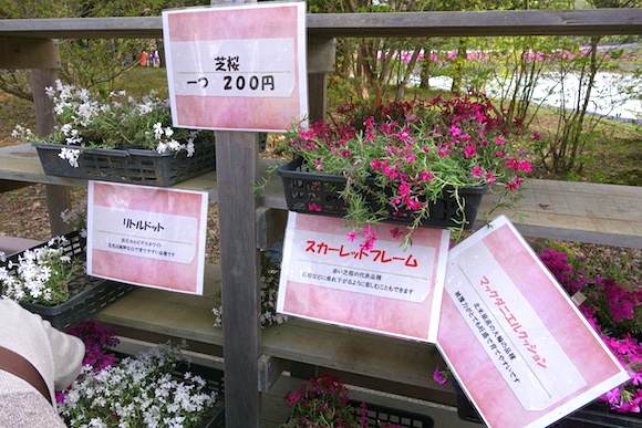 Shibazakura0219