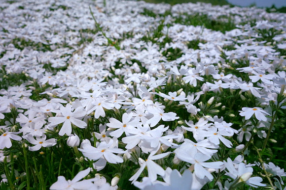 Shibazakura023