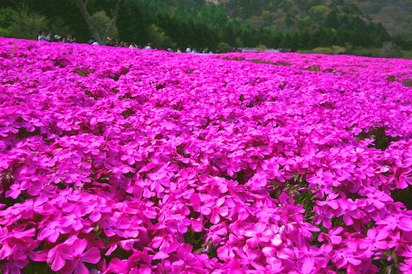 Shibazakura040