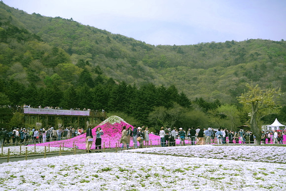 Shibazakura073