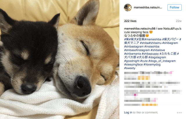 Cute Miniature Shiba Inu dog sisters from Japan never leave each other’s side