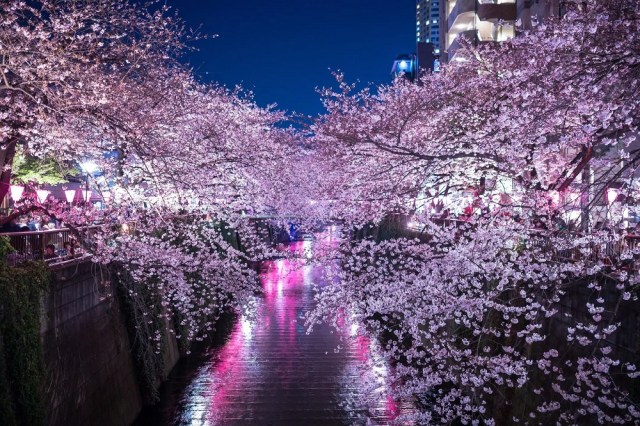 Latest Japan cherry blossom forecast pushes Tokyo date back, sakura now expected first elsewhere