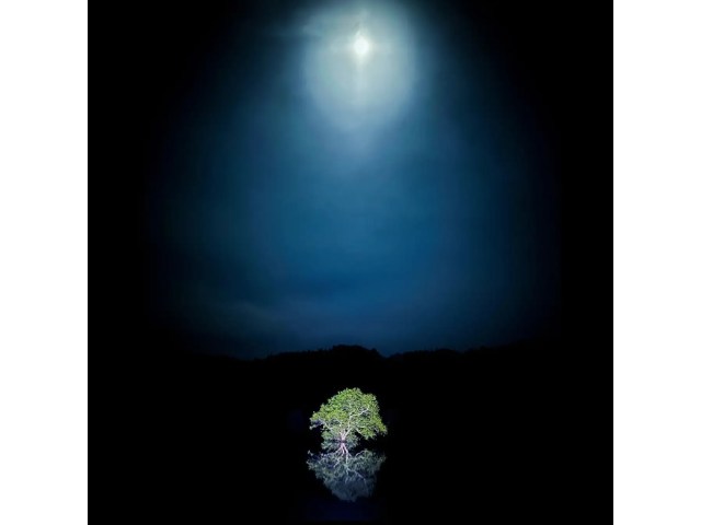 Japan’s submerged forest gets even more beautiful with Lake Shirakawa spring light-up event【Pics】